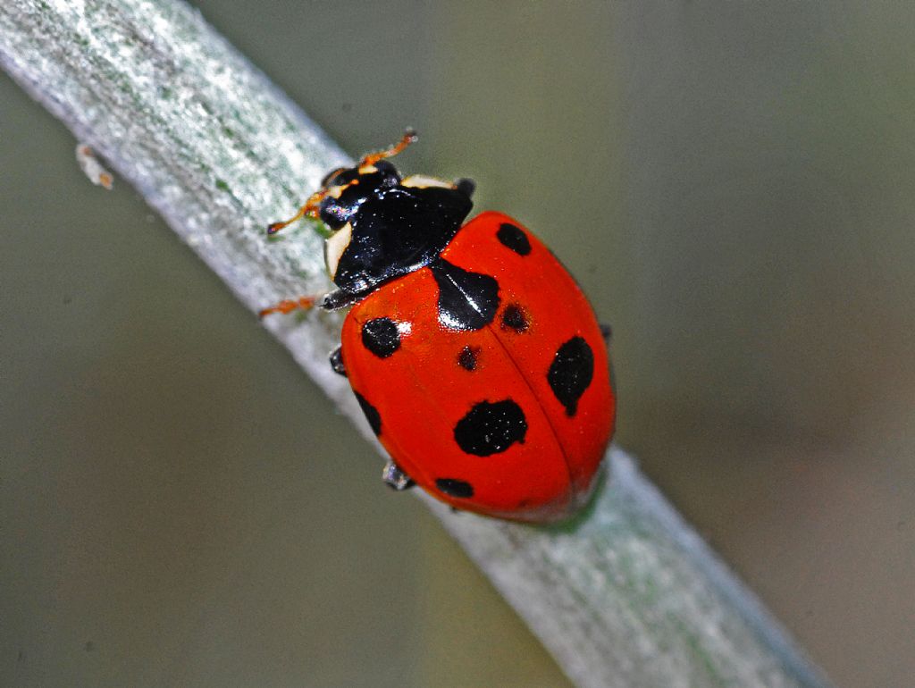 Coccinella a 11 punti? S, Ceratomegilla undecimnotata.